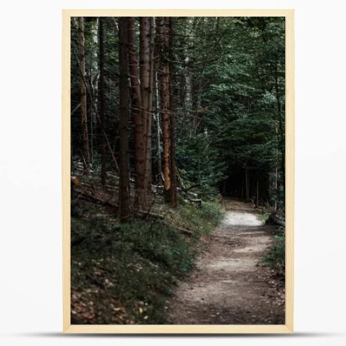 selective focus of sunshine on path near fir trees in woods 