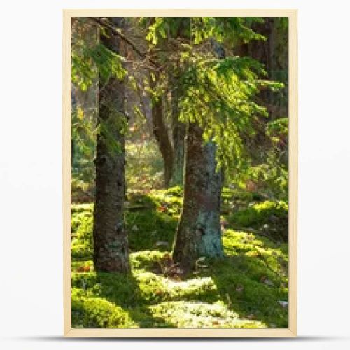 Forest nature background. Summer green forest