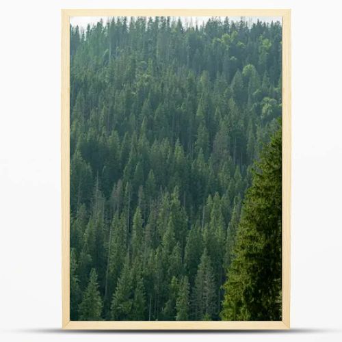 Smereka pine in the Carpathian mountains. Green forest nature. Trees