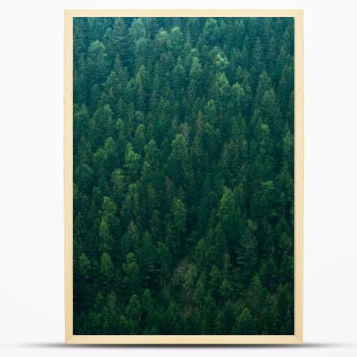 Top view forest conifer spruce nature background fir tree, park landscape woodland mountain