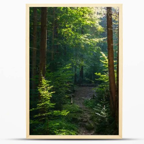 Sunny evening in the magical Carpathian forest