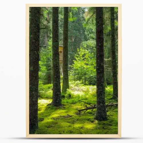 Pine with green moss and sunbeam on the forest floor. Black forest, Schwarzwald.