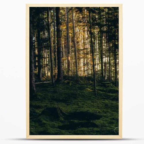 Forest background. Dark forrest nature view,Magic green mossy sunny forest with conifer trees. . High quality photo