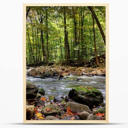 Small forest river