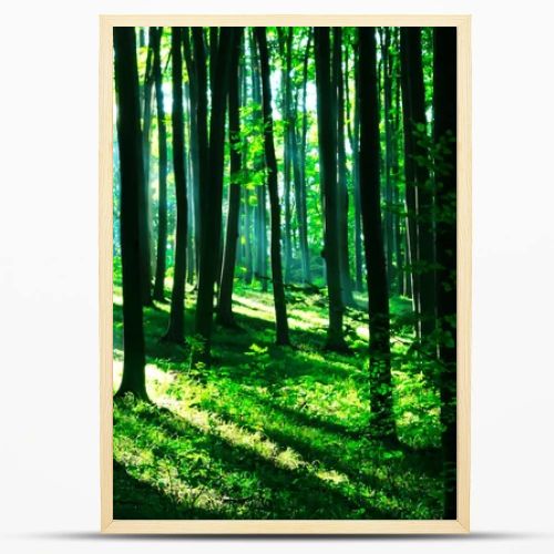 Sunshine in the green forest