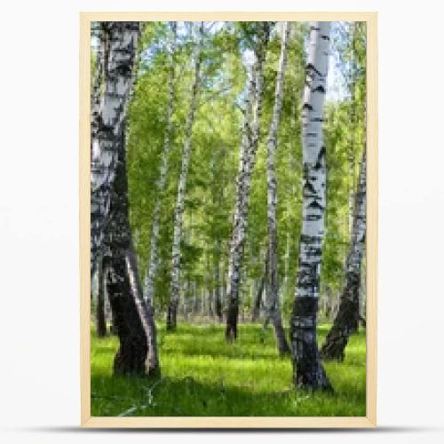 Summer birch forest landscape