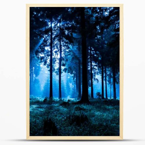 Night forest