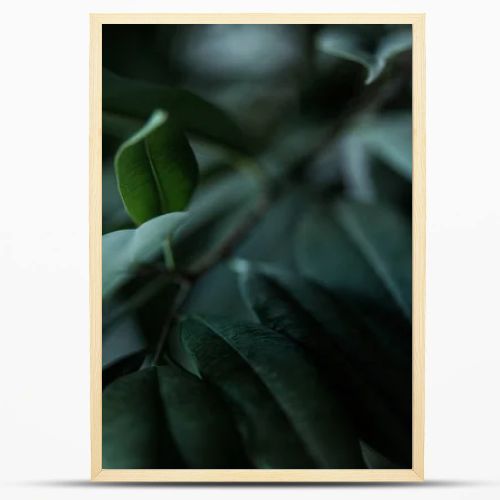 close up view of plant with long green leaves backdrop