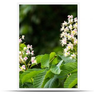 białe kwiaty kasztanowca wśród zielonych liści