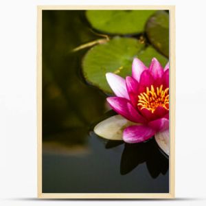 Lilia wodna na jeziorze, różowy kwiat, zielone liście na wodzie 