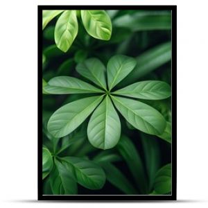 green leaves of the Schefflera plant, known for its characteristic palmate leaves, Close-up