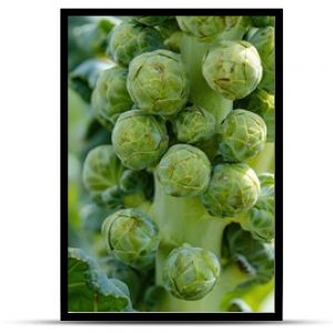 Close-Up of Fresh Brussels Sprouts Growing on a Plant