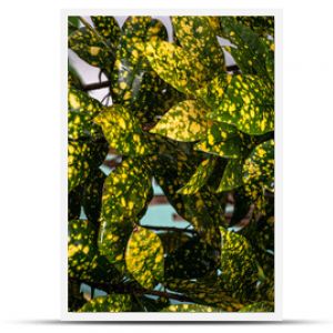 Zbliżenie na zielono żółte liście roślin tropikalnej naturalne kolorowe tło tekstura