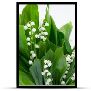 Konwalie majowe kwitnące białe kwiaty z zielonymi liśćmi na białym tle