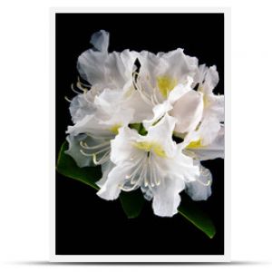 Rhododendron kwiat pełen magii idealny jako tapeta na pulpit lub tekstura. białe kwiaty, wiosna, lato w pełni. słońce pokrywające płatki kwiatka.