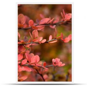 czerwone liście na krzaku jesienią