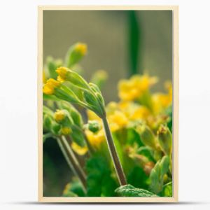 Wiosna w ogrodzie Zielone liście roślin wśród których są żółte kwiaty pierwiosnka urzędowo zwana także prymulą