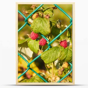 malina Rubus idaeus