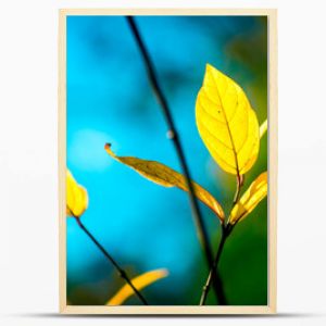 Żółte, jesienne liście z kolorowym tłem