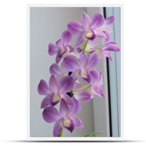 A purple orchid