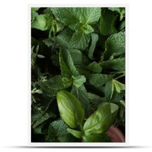  Fresh herbs. Basil, rosemary, thyme, mint, dill.