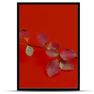 Kolorowe liście na gałązce na czerwonym tle
