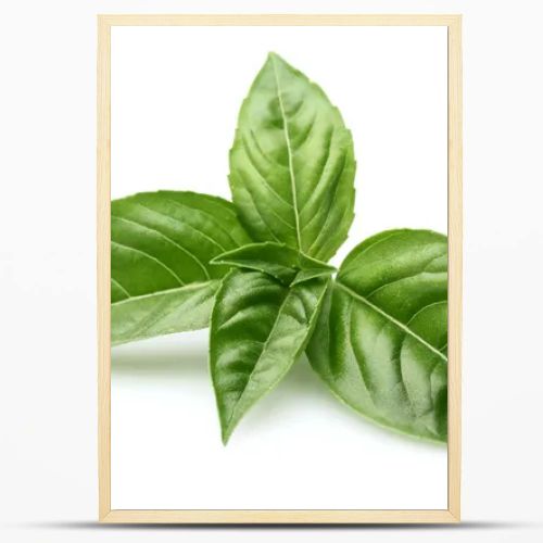 Basil leaves