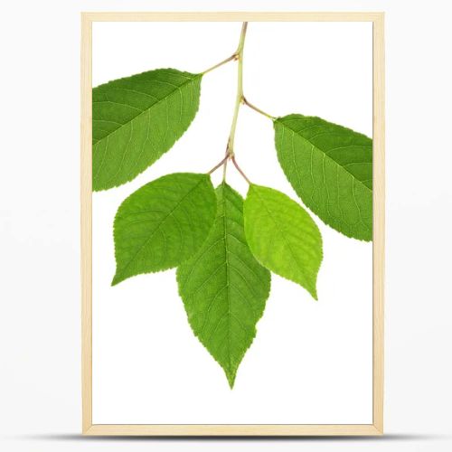 cherry tree green leaves isolated on white