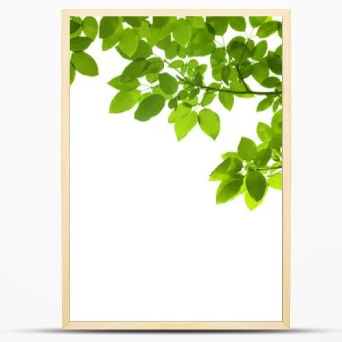 panoramic Green leaves on white background