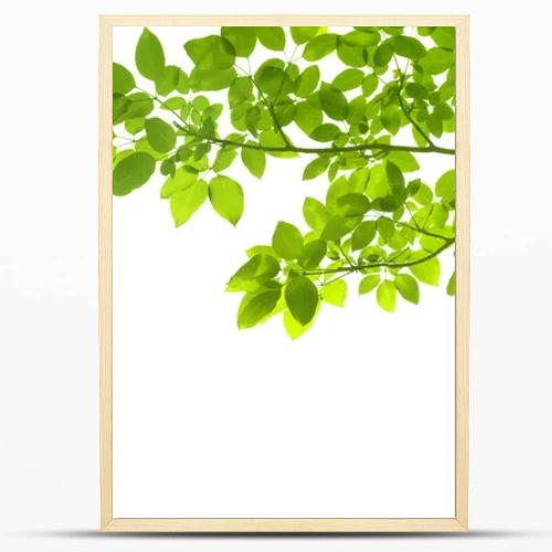 Green leaves on white background