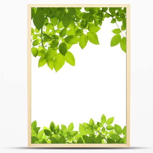 Green Leaves Border on white background