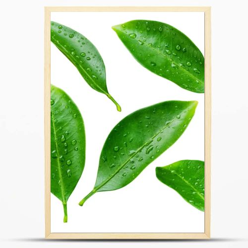 Citrus leaves with drops isolated on a white background