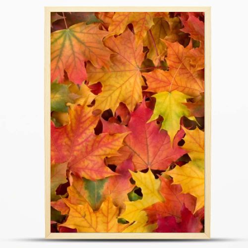 Fall leaves background