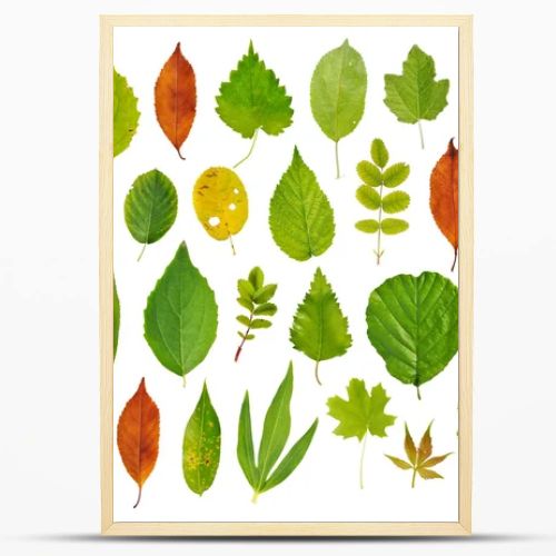 Tree leaves isolated on white background