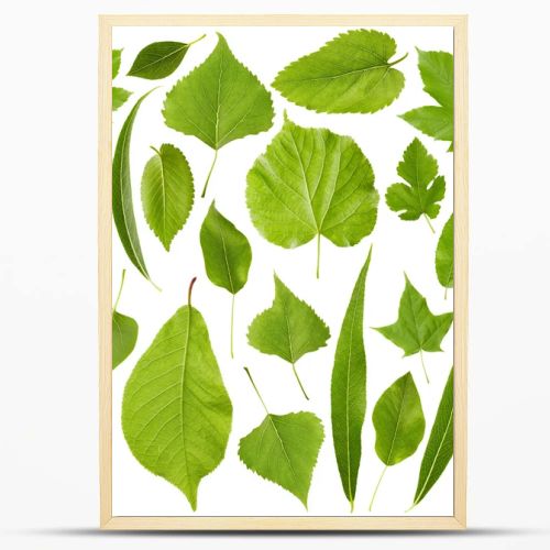 Green leaves isolated on white