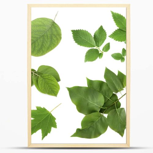Green leaves on white
