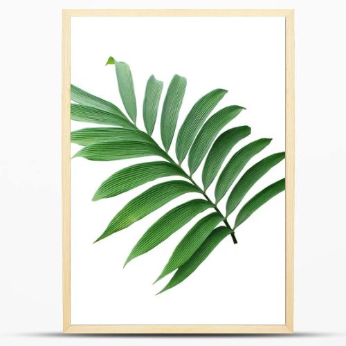 green leaf of palm tree isolated on white background