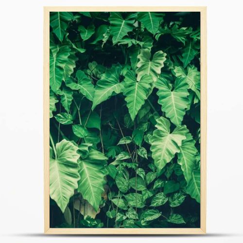 Green leaf background ( Philodendron, Philodendreae ) beautiful and Usefuldecorative ornamental plants