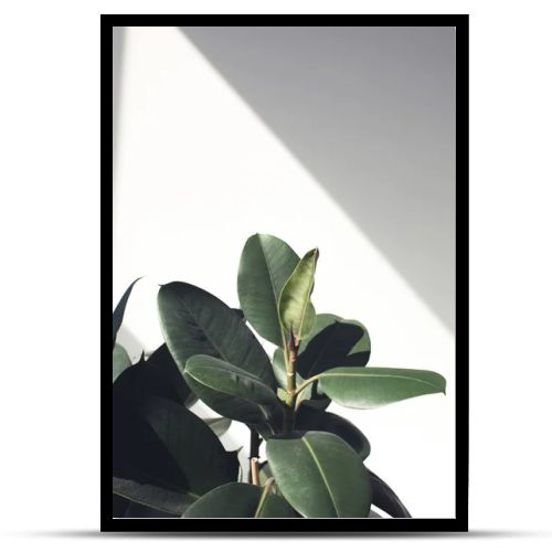 ficus plant with sunlight