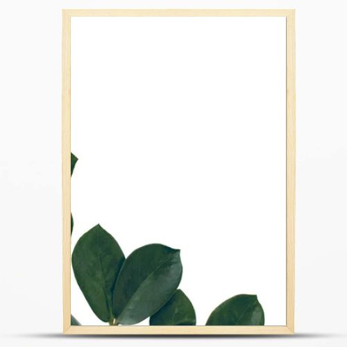 ficus leaves with copy space