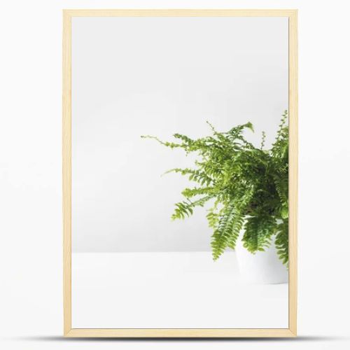 beautiful green fern plant in pot on white