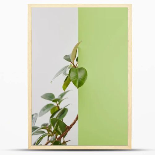 Natural plant with green leaves on grey background