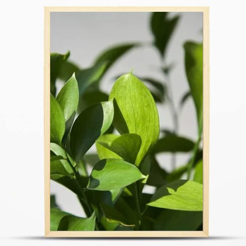 selective focus of fresh green leaves at home