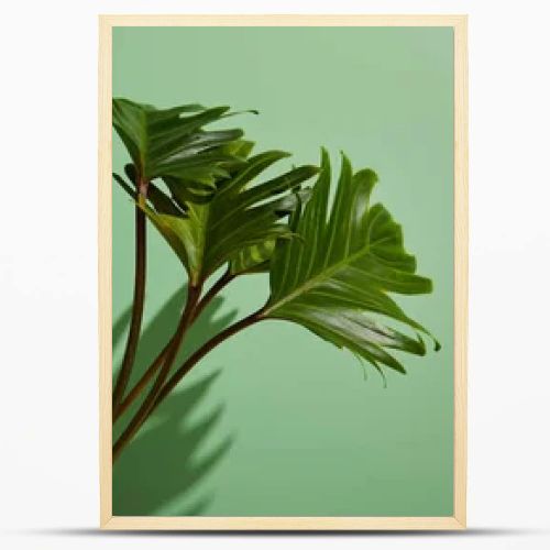 collage of fresh tropical green leaves on green background with shadow