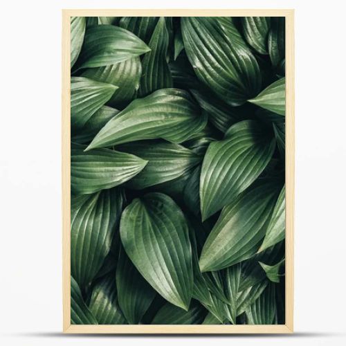 full frame image of hosta leaves background 