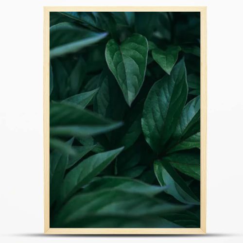 Dark fresh exotic tropical leaves