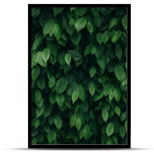 Closeup view of dark green natural bush leaves pattern. Vertical background.