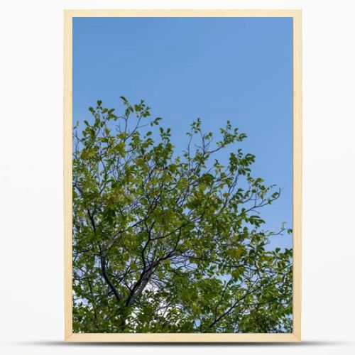 Low angle view of trees with green leaves and blue sky at background