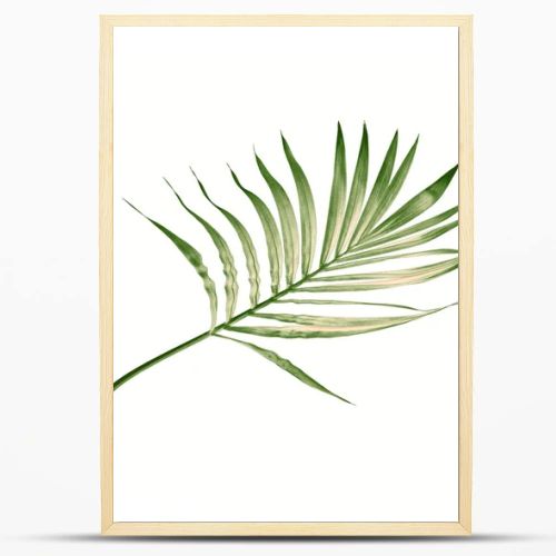 green leaf of palm tree isolated on white background