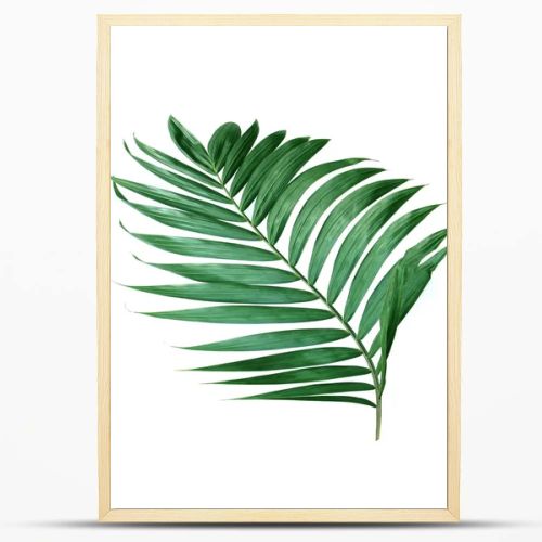 tropical nature green palm leaf isolated pattern background